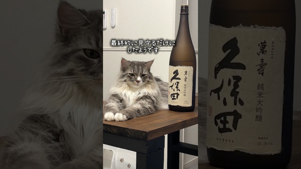 ししゃも、今日も人間のごはんを狙う　 #猫 #かわいい #癒し #おもしろ #ごはん #ねこのししゃも