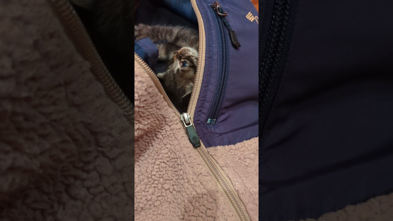 服の中が好きな子猫【保護猫成長記】 #子猫 #子ネコ #猫のいる暮らし #ねこ #好きな子猫 #ねこ #cat #保護猫 #癒し