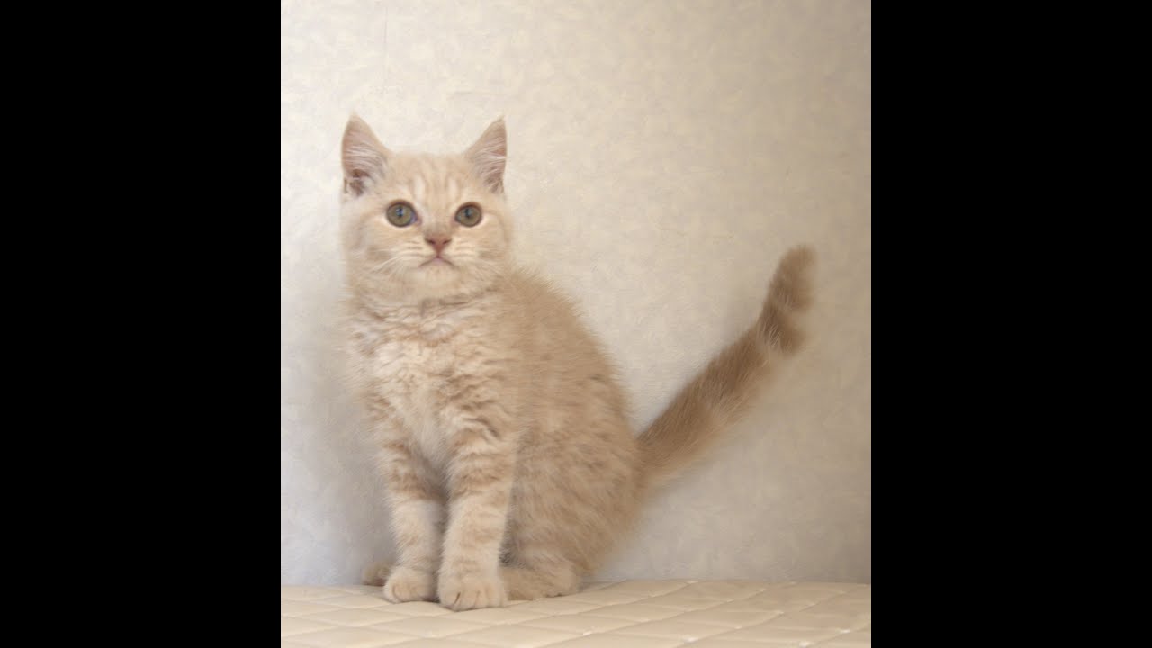 ブリティッシュショートヘアー子猫　British Shorthair　2025.3.20産まれ　クリーム　男の子　シーダキャット猫のお店
