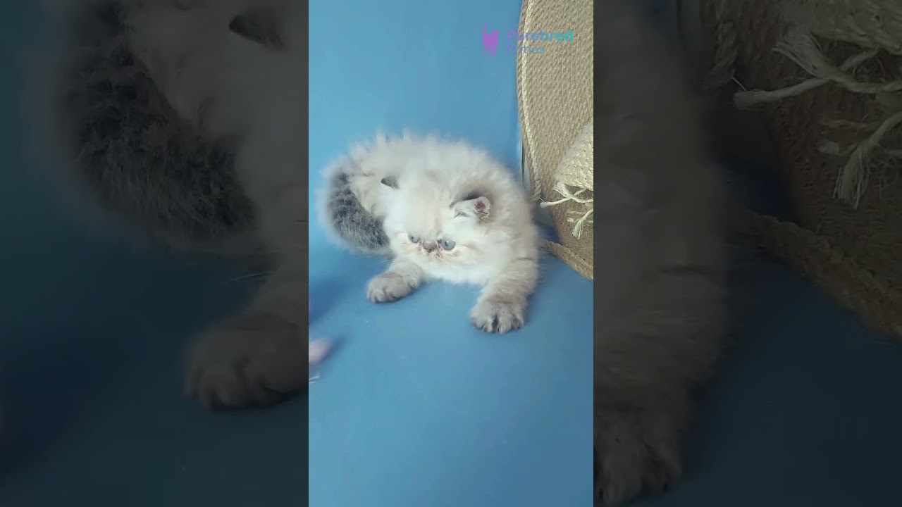 Adopt Angel: Seal Tabby Point Persian Kitten 🐾 Calm, Cuddly & Playful! #PersianKitten
