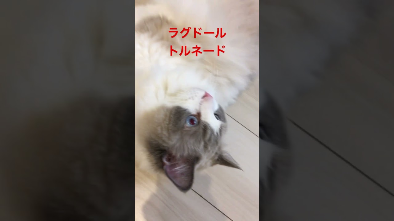 ラグドールトルネードが可愛かったの巻　#animals #pets  #ラグドール　#cat  #catlovers  #cats  #catshorts