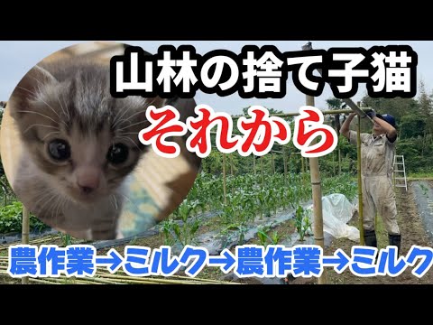 山林の捨て子猫/それから  農作業とミルク2週間の記録