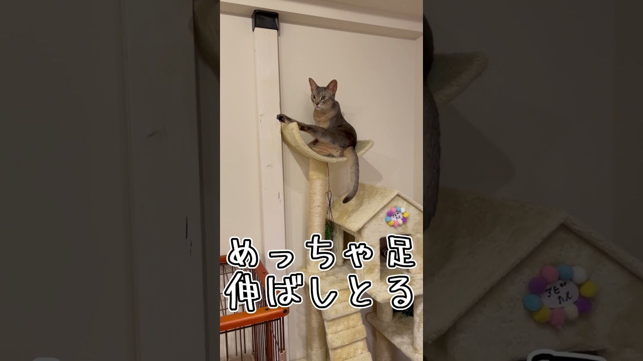 体が柔らかいうちの猫さん #shorts #猫 #アビシニアン