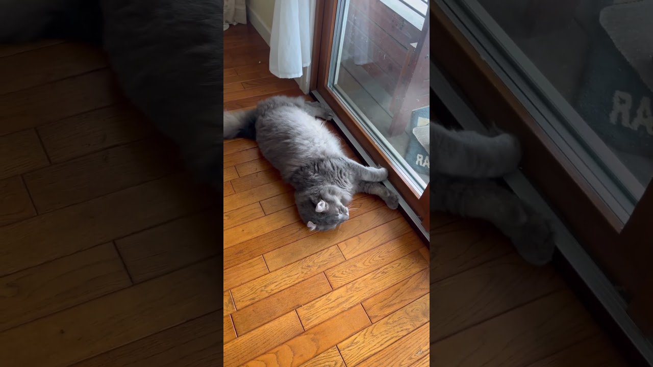 モーニング #ねこ動画 #アメリカンカール #catshorts #猫動画