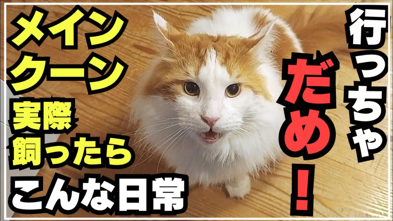 【喋る猫】パパの出張を阻止したい大型猫メインクーン