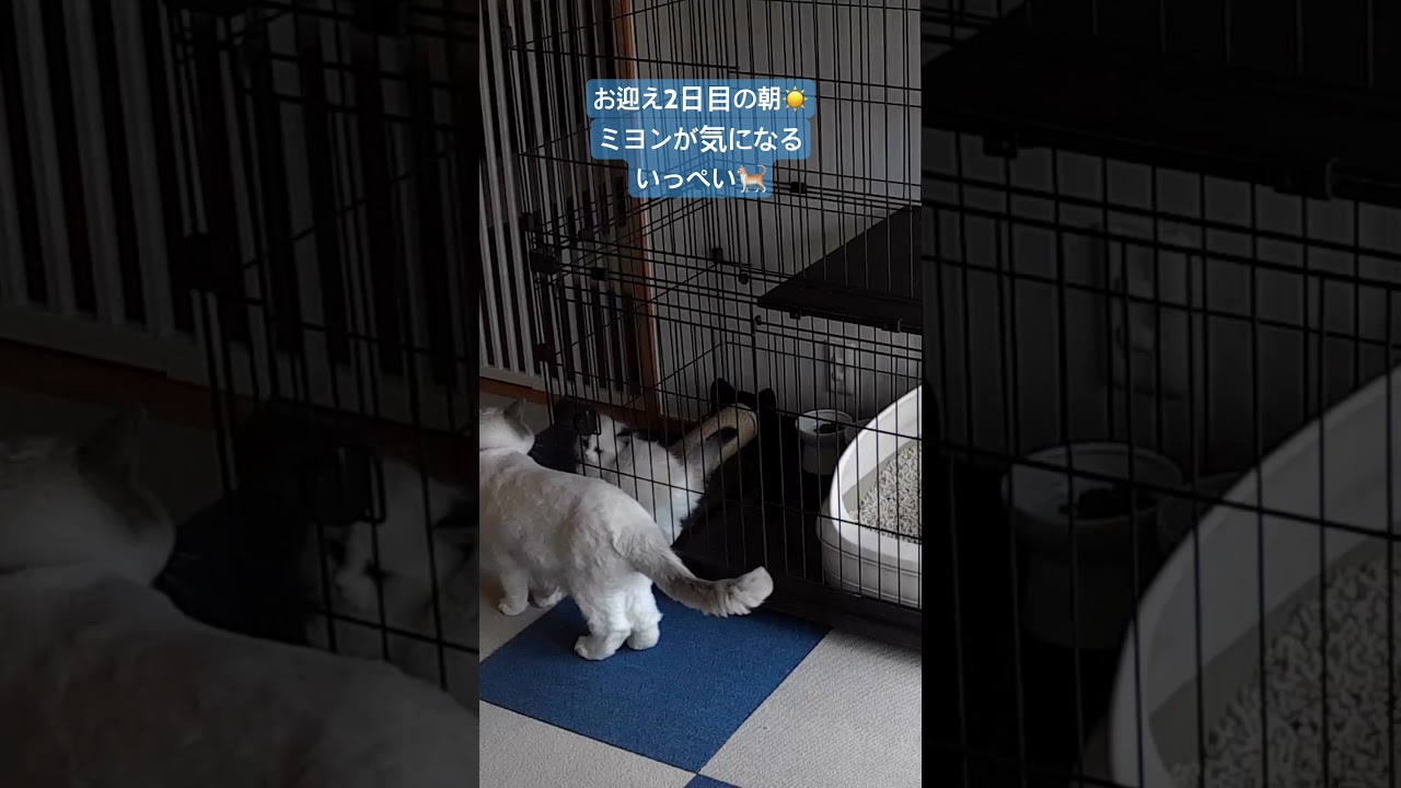 ケージの中の妹が気になりすぎるいっぺい🐈#いっぺいdialy #ラグドール #猫のいる暮らし #猫好きさんと繋がりたい