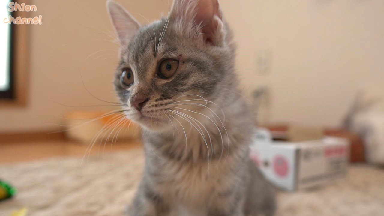 子猫を育てる中で一番心苦しい瞬間…