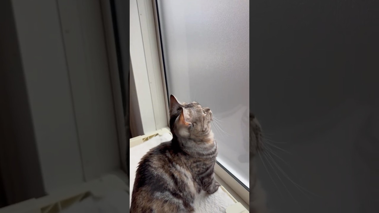 窓で遊ぶ猫 #shorts