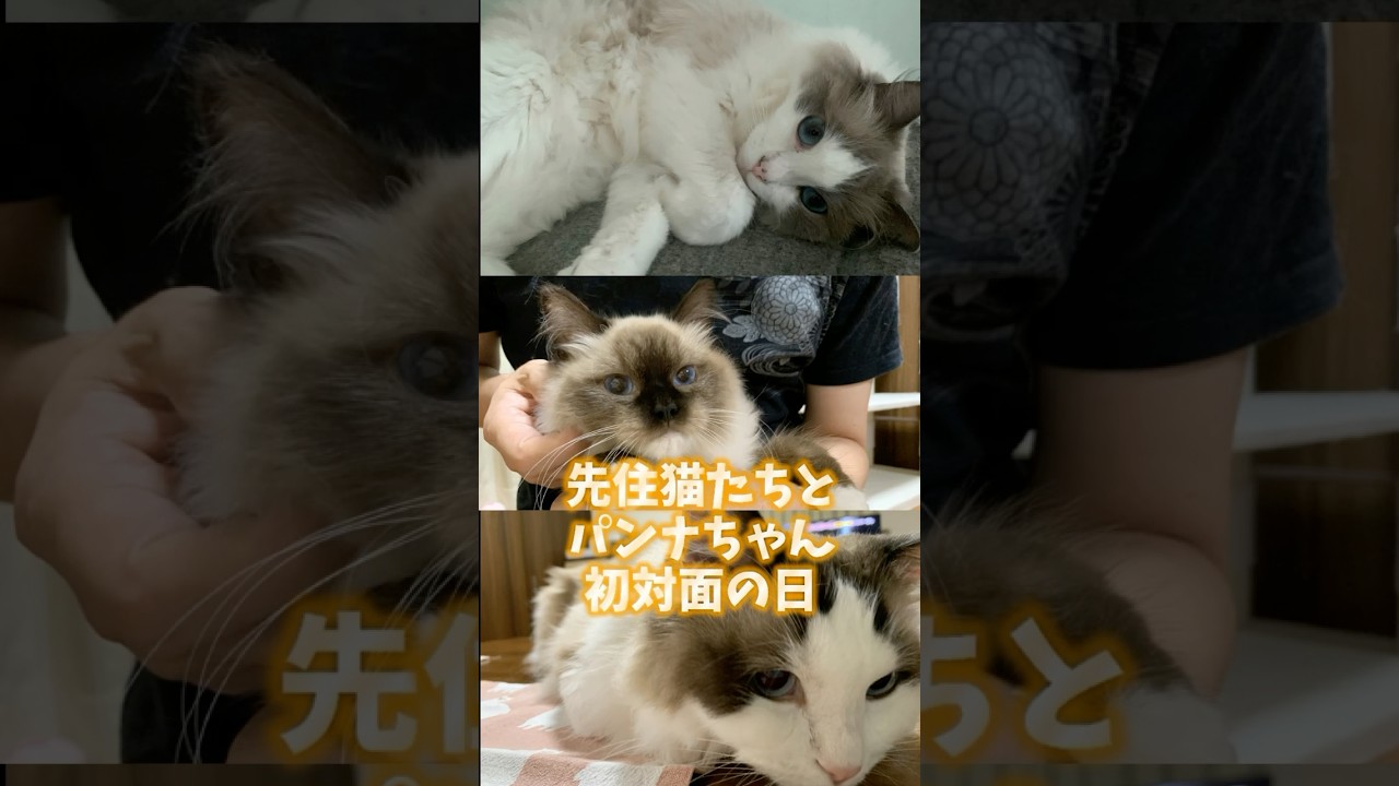先住猫たちとパンナちゃん初対面の日 #ねこ #cat #ragdolls #ラグドール #猫のいる暮らし #shorts
