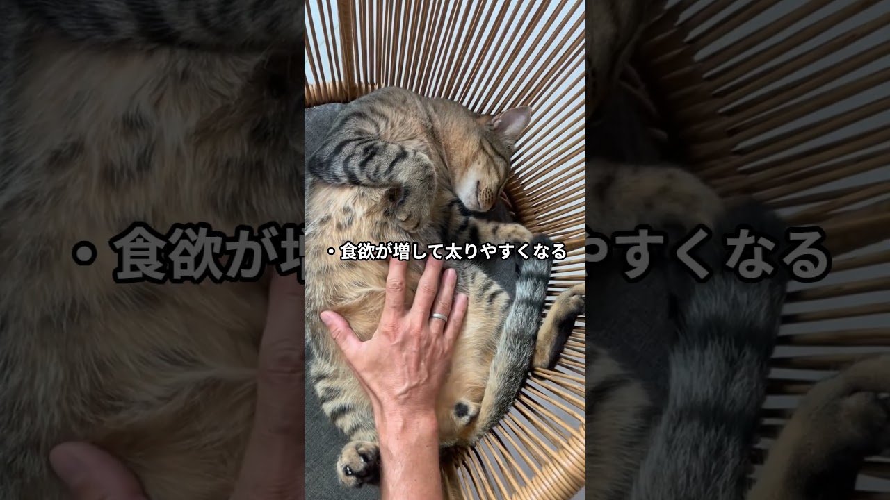 手術後に性格が変わる！？猫の不妊治療後に起こる5つの変化