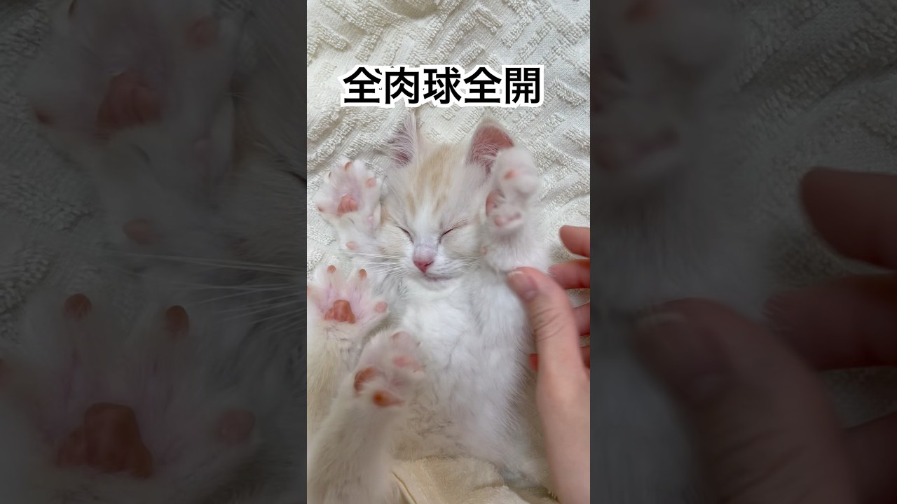 寝ている子猫が可愛すぎて触ったらまさかの…😂#shorts#子猫#かわいい#cat #ねこのいる暮らし