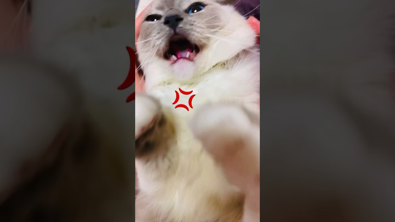 【anela】1秒しか耐えられん#ラグドール #耳掃除 #cat #shorts