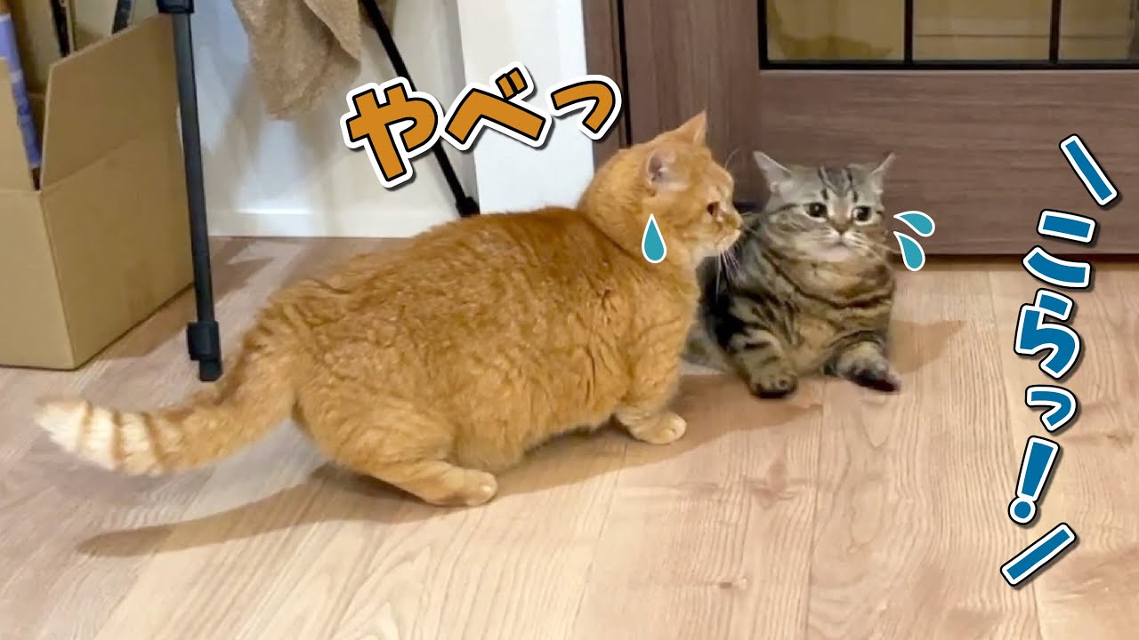 ケンカしてたらパパに怒られちゃった猫の反応が可愛すぎる！