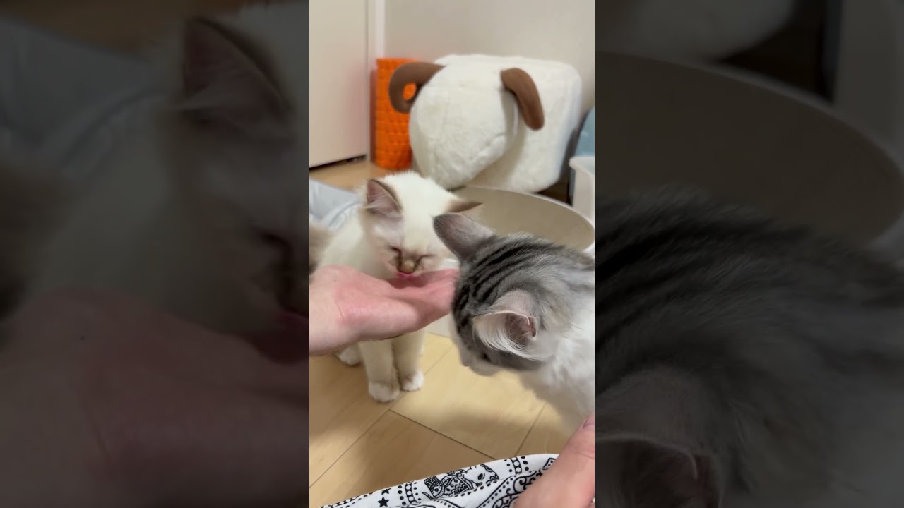 一緒にチュール食べる猫　#子ネコ #猫のいる暮らし #ノルウェージャンフォレストキャット #バーマン #shorts #cuteanimals #kitten #cat #birman