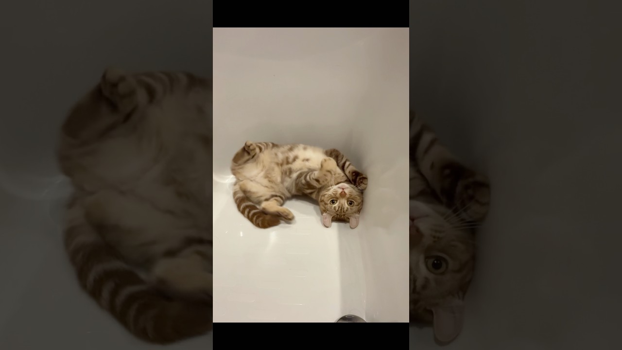 浴槽でローリング猫ルイちゃん #cat #cute #アメリカンカール #American curl