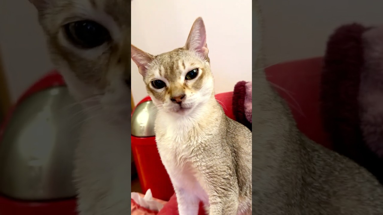 眠すぎて目つきが悪い同居猫と目が合ったのでとりあえず立ち去るたぬき猫なのにゃ♪ #cat #シンガプーラ #トンキニーズ#たぬき猫#singapura#tonkinese