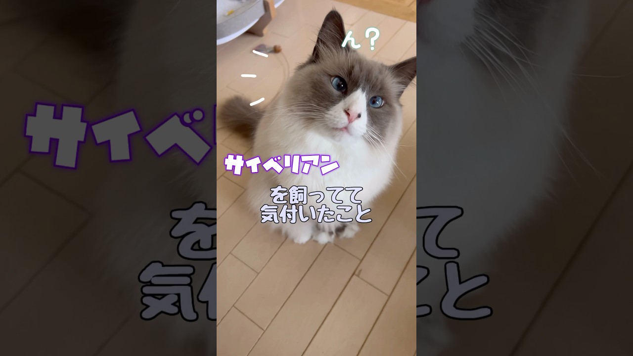 サイベリアンを飼って気付いたこと #shorts#サイベリアン #cat