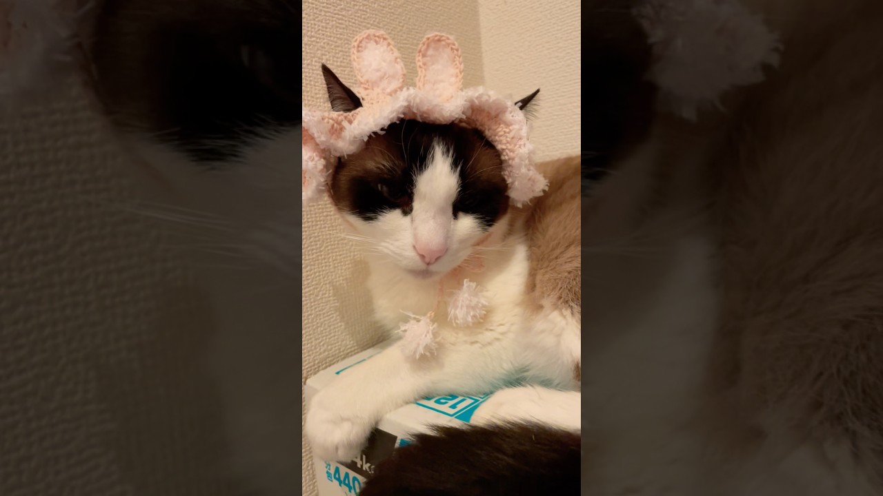 私のご飯買い忘れたん？#shorts #猫のいる暮らし #猫好きさんと繋がりたい #cat