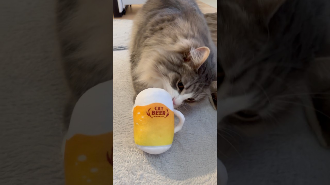 夏はやっぱりビールだね🍺 #サイベリアン #siberian #2歳2ヶ月 #cat #猫 #shorts
