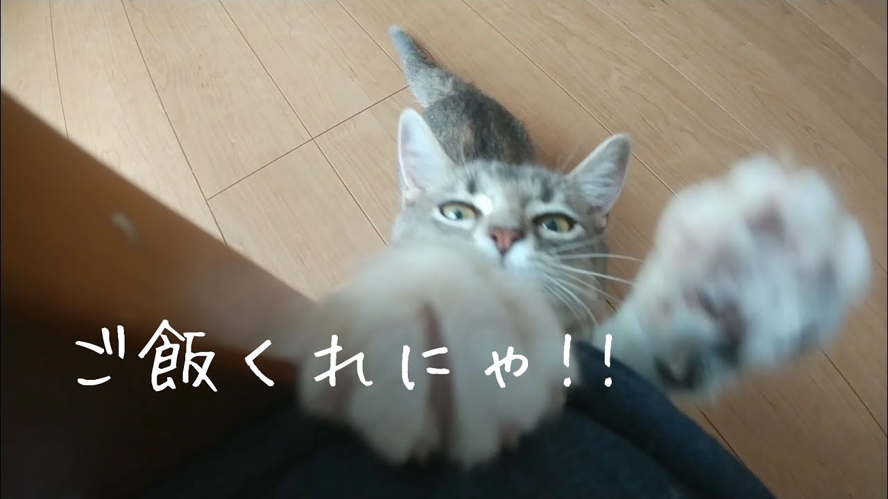【日常】遊ぶ！おねだり！噛む！【アメリカンカールの立ち耳の猫るるちゃん】
