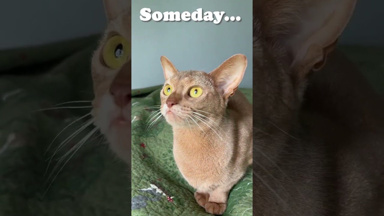 Mila our Abyssinian Cat seems to be infatuated with Shohei Ohtani!