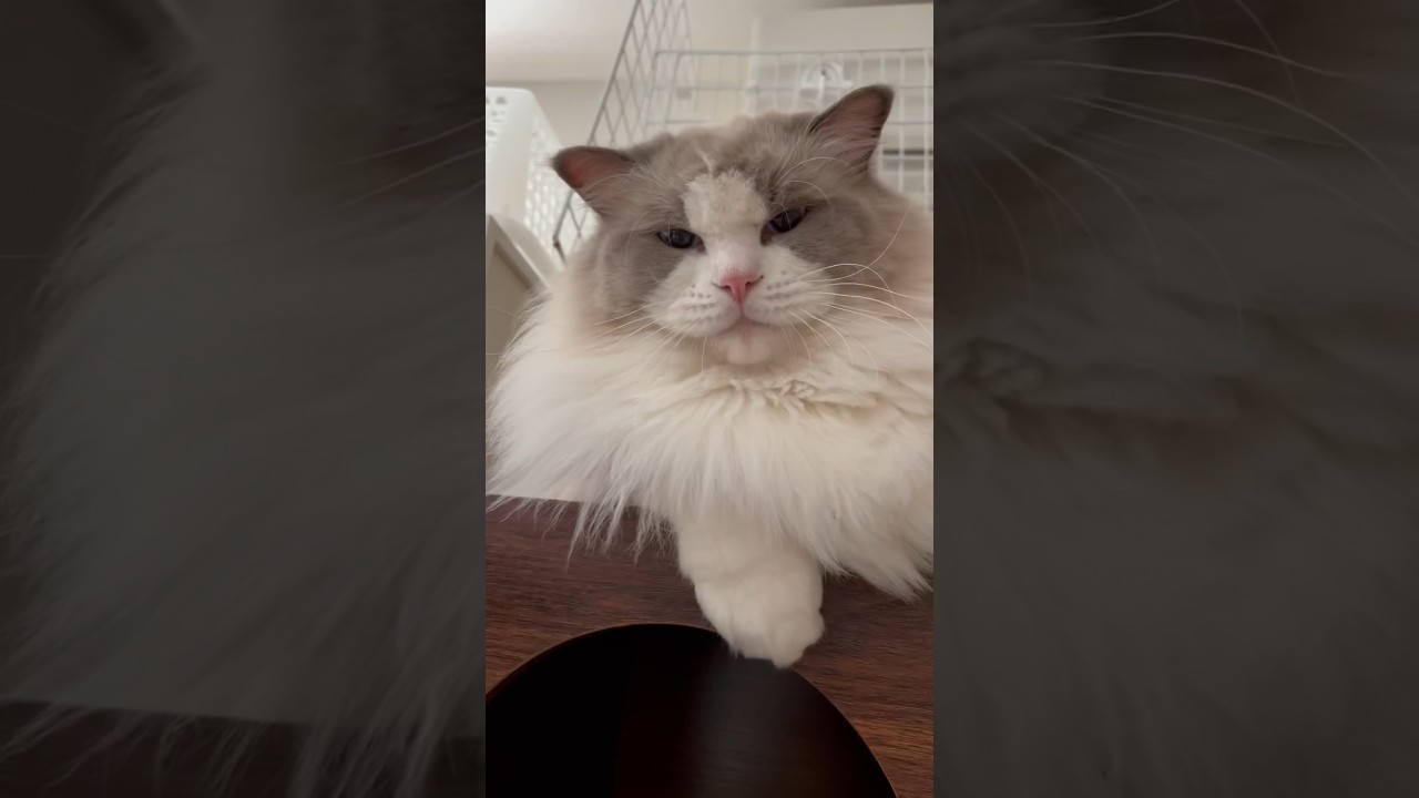 ハチワレ崩すと激おこの猫たち #cat #ラグドール #ノルウェージャンフォレストキャット