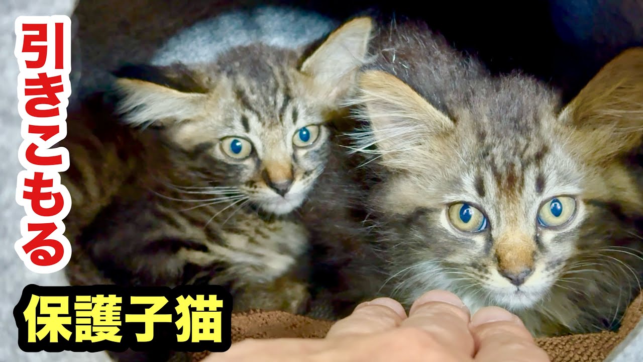 極度の怖がり保護子猫たちが慣れてくれない