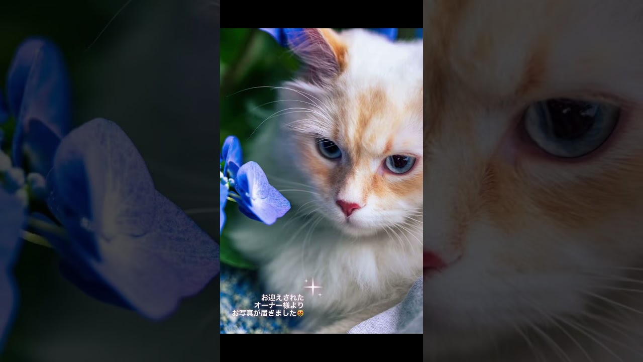 ロイヤル・キャッツから#サイベリアン の#子猫 をお迎えされた家族様よりお写真を頂きました😻一緒に公園をお散歩されているそうです🩷大切にして頂き感謝です#ペットショップ