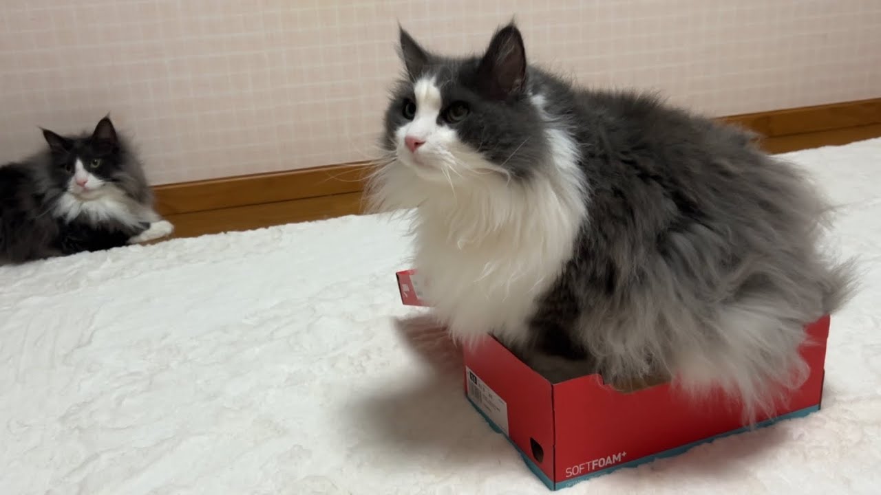 【自由♪】箱よりも、壁際が好きすぎるもふ猫たちwwwノルウェージャンフォレストキャットとターキッシュアンゴラ