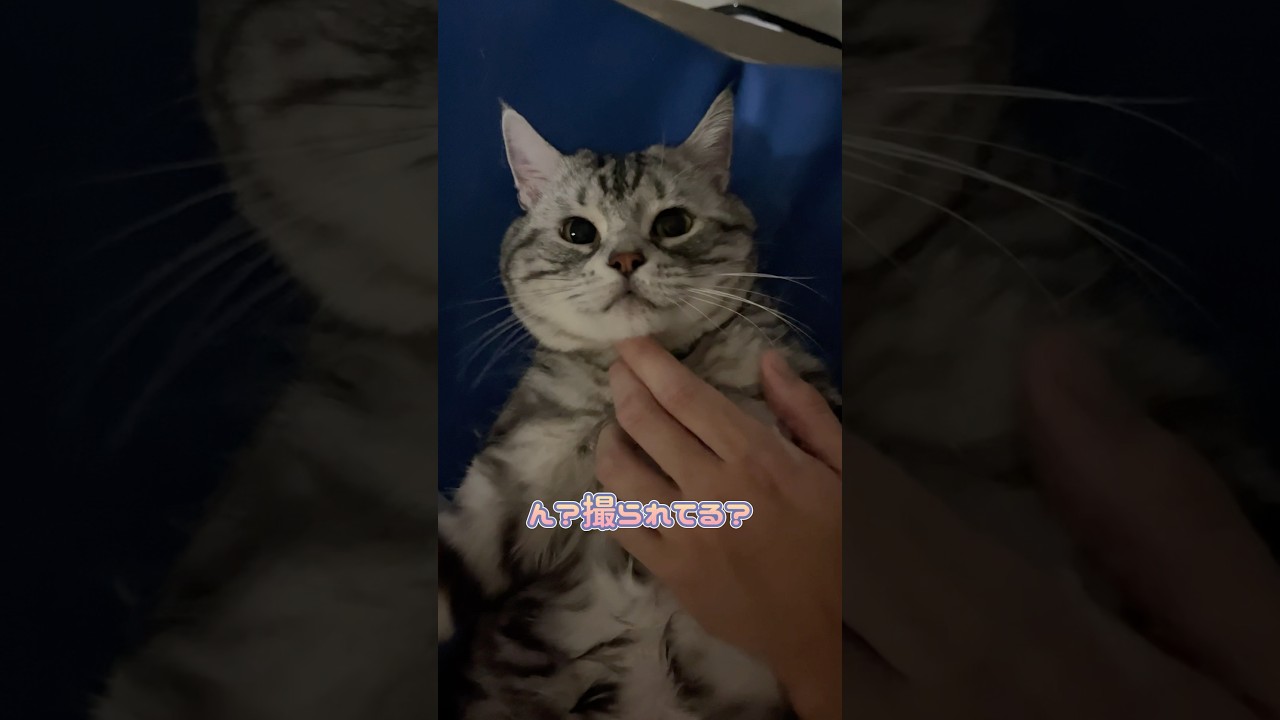 エコー検査中くつろいでるアメリカンショートヘア