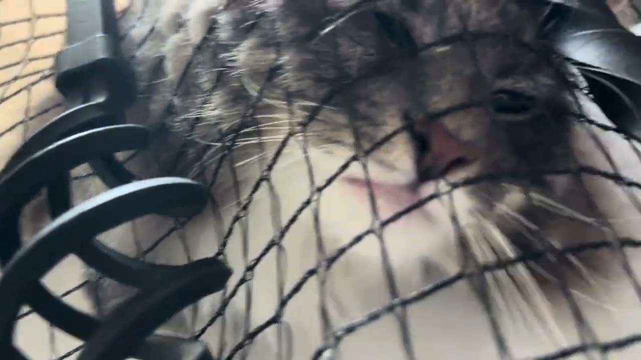 ネット越しのゾロ　#ノルウェージャンフォレストキャット