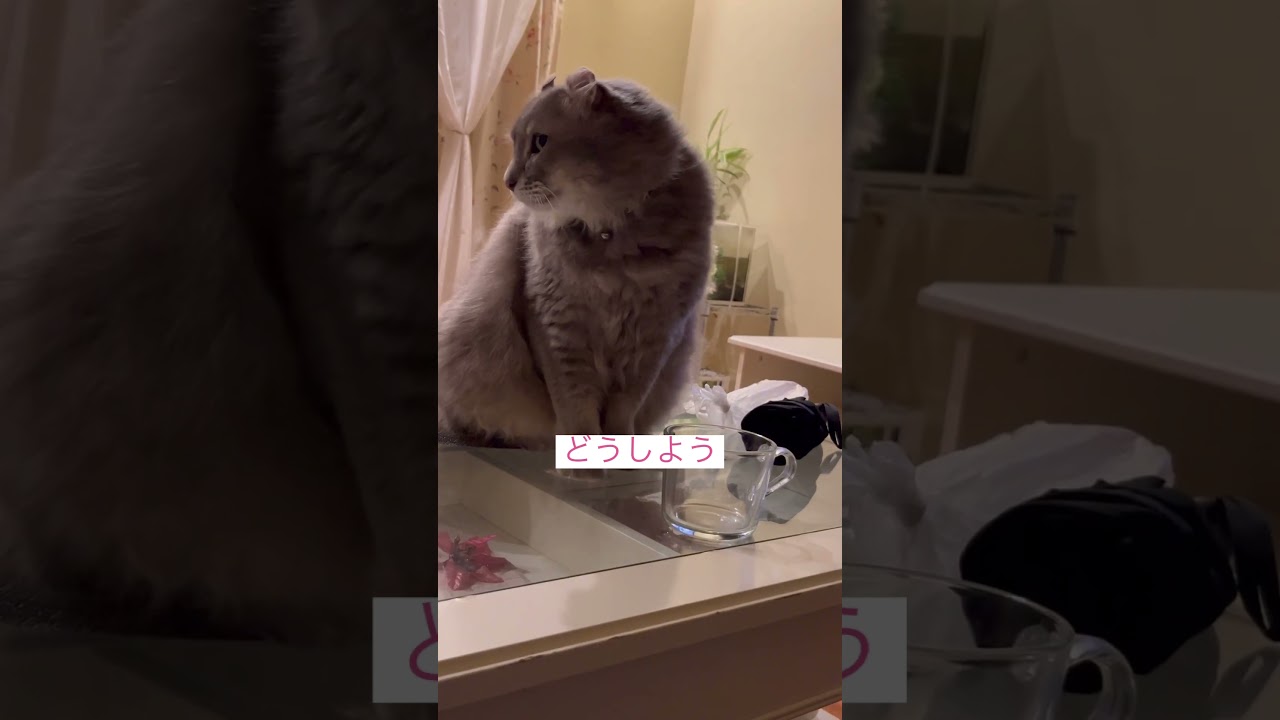 練習？ #ねこ動画 #アメリカンカール #catshorts