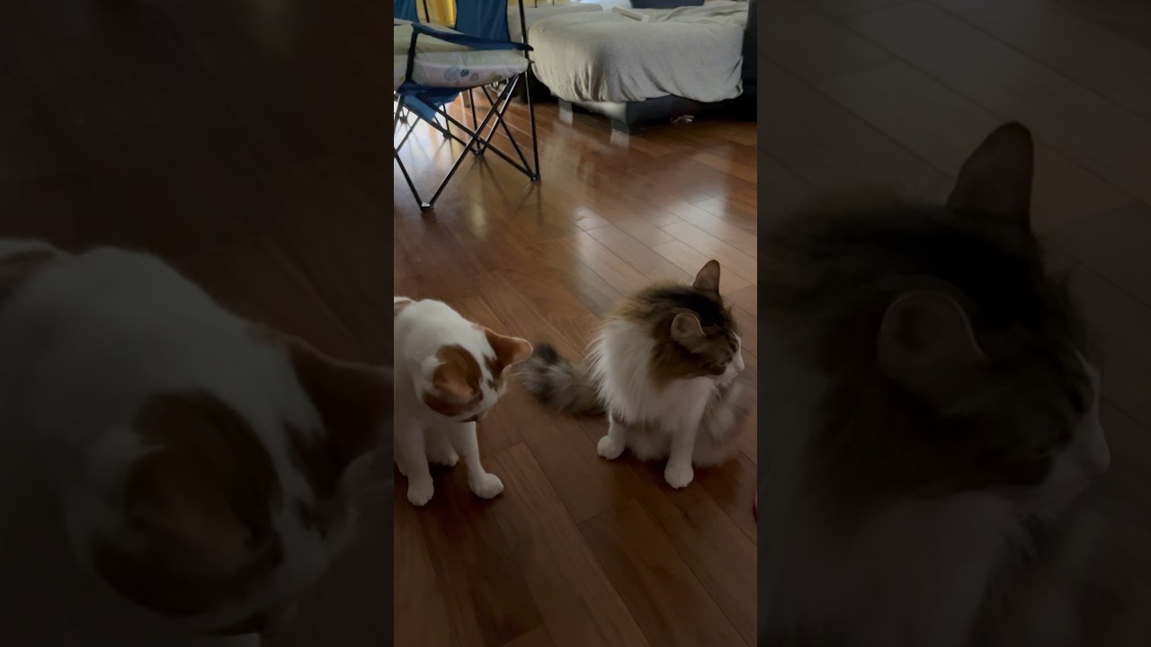 ツンデレ猫#cat #日本猫 #保護猫 #norwegianforestcat #ノルウェージャンフォレストキャット