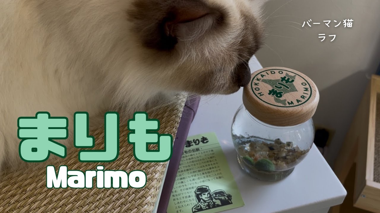 バーマン猫ラフ【まりも】Marimo（バーマン猫）Birman/Cat