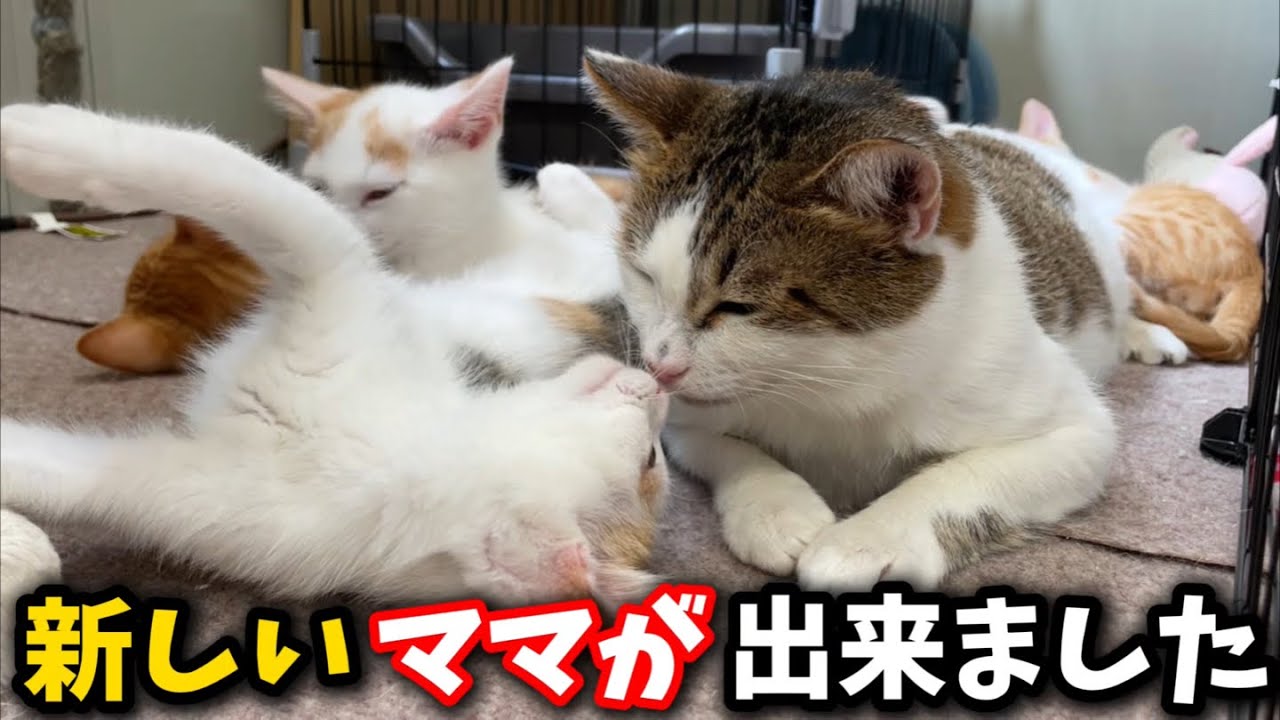 子猫たちに新しいママが出来ました