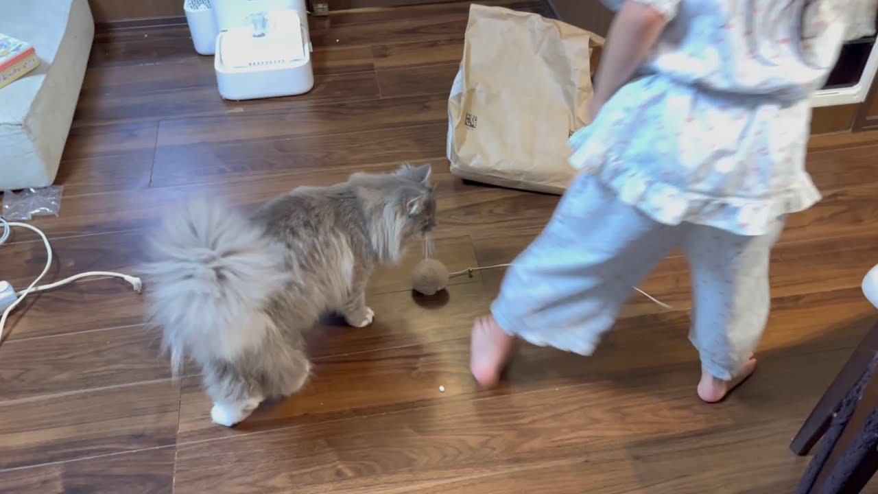 子供とのかけっこでズルする猫　サイベリアン