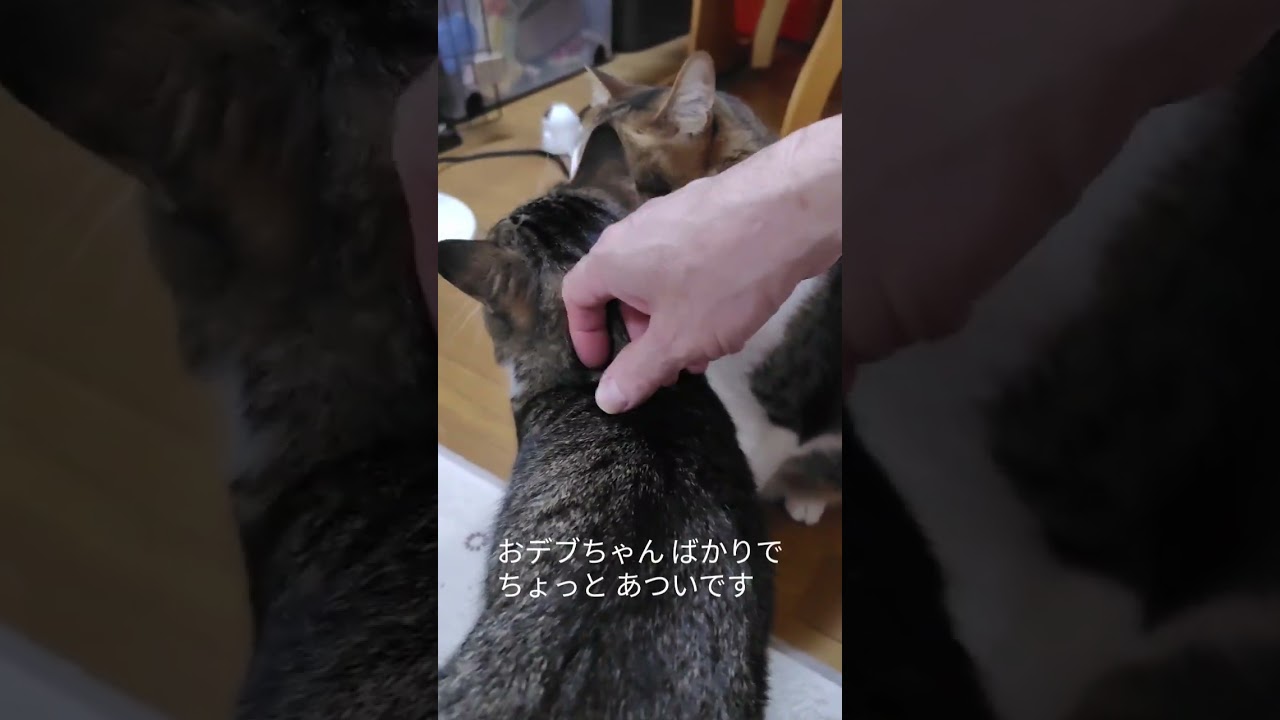 パパは夏バテです #cat #子ネコ #猫のいる暮らし #保護猫 #shorts