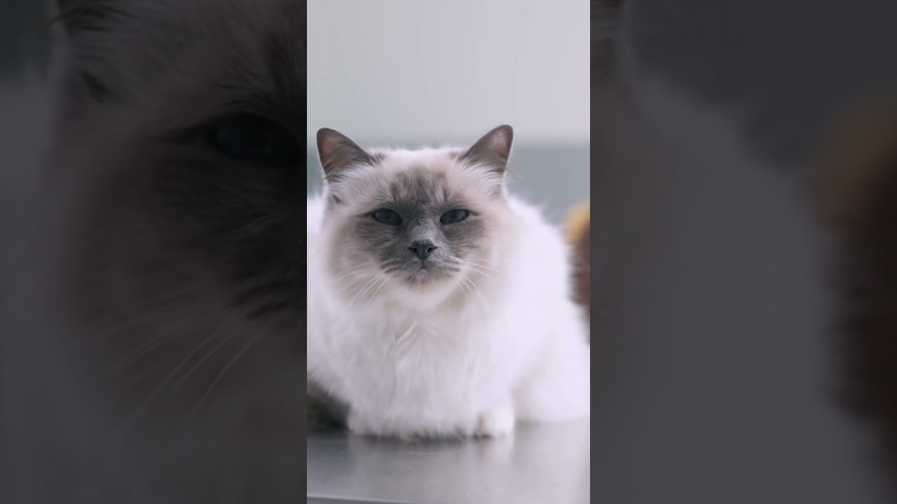 バーマンの歴史と特徴 #shorts