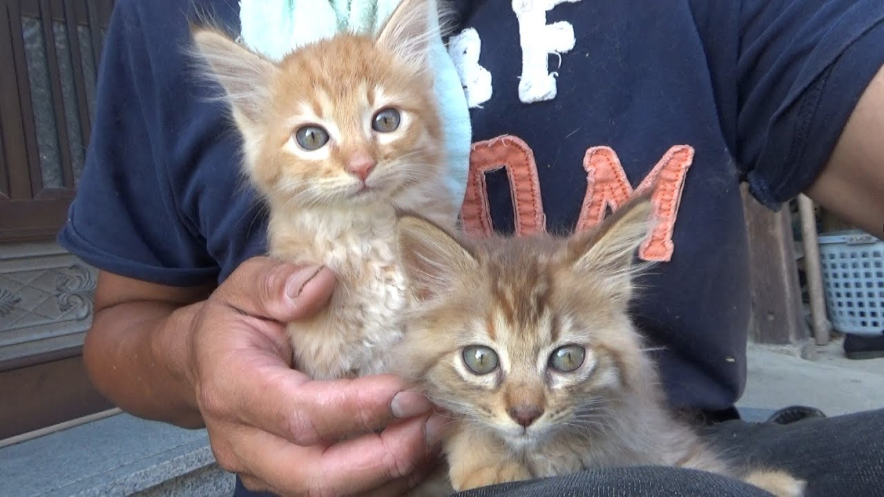 薄暗い部屋から出て興奮してる子猫