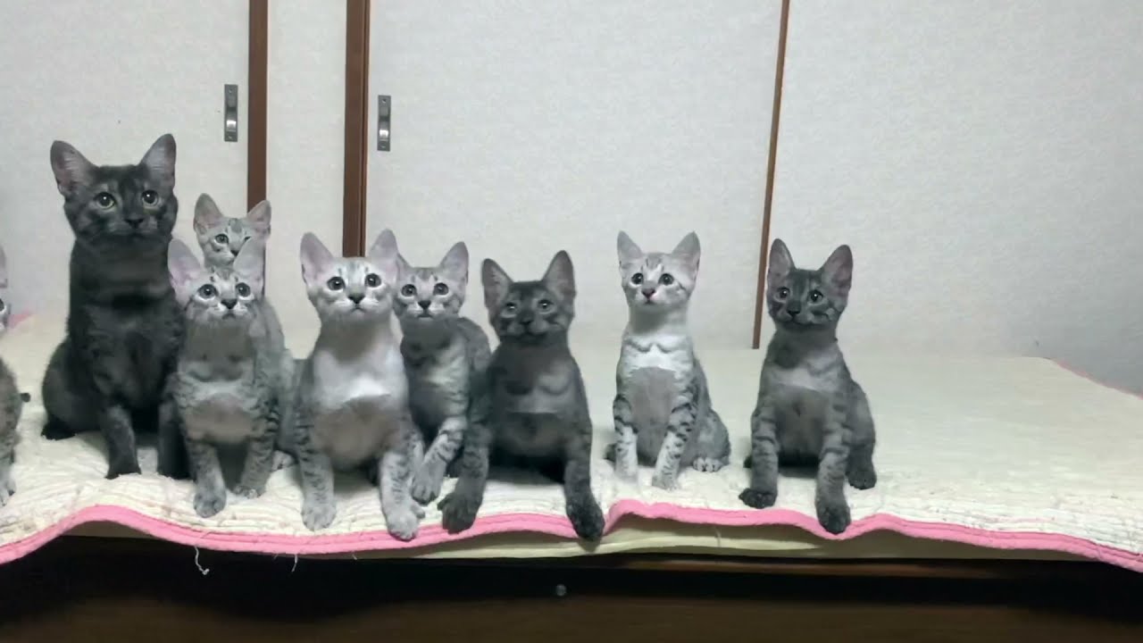 さぁ、一緒にワンーツースリー！　エジプシャンマウとは。