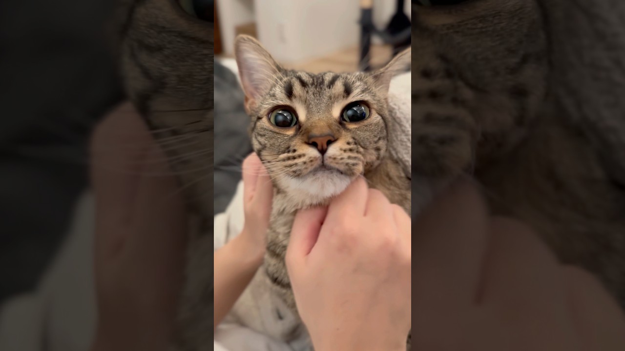 赤ちゃんのようなスコティッシュが可愛すぎる!! #shorts #猫 #cat