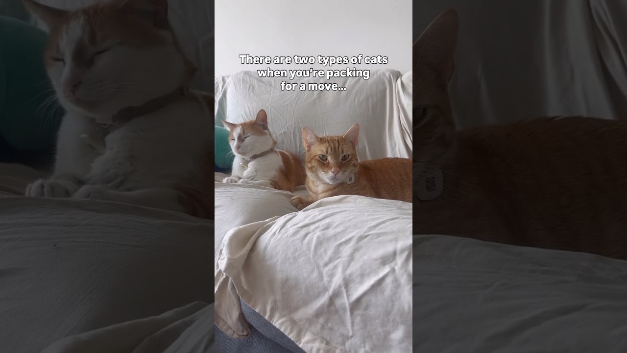 Which cat do you have? #moving #catsofinstagram #catsofyoutube #catsiblings #orangecat #catshorts