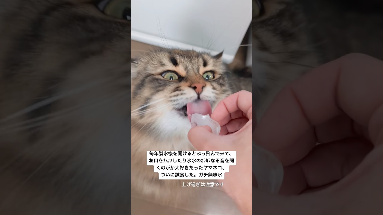 氷だいすきネコたん #猫 #サイベリアン #氷