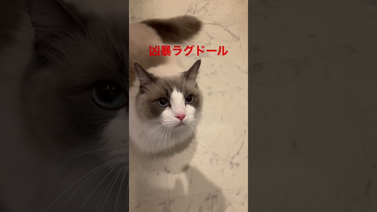 凶暴ラグドールに注意❗️ #ラグドール #cat  #cats  #animals  #猫のいる暮らし  #catlovers  #ragdoll  #ragdollcat