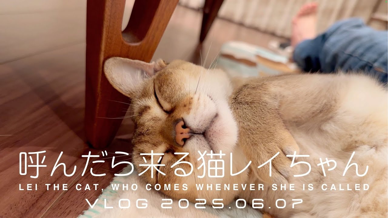【VLOG 2025.06.07】呼んだら来る猫レイちゃん | Lei the cat, who comes whenever she is called【シンガプーラ】