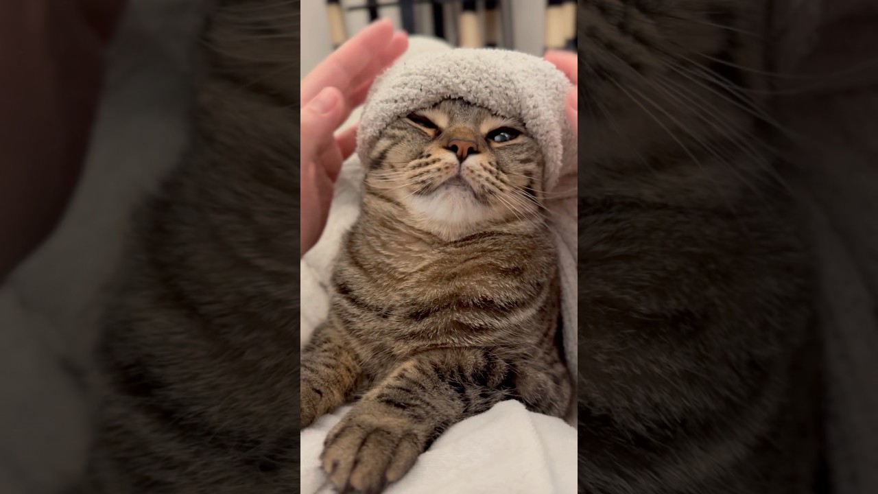 毛布で包むとすぐに寝てしまう赤ちゃん猫に...笑 #shorts #猫 #cat