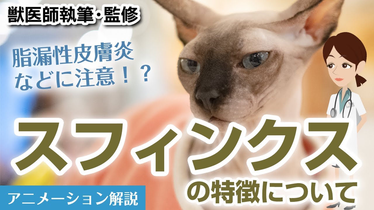 スフィンクスの特徴や気を付けたい病気など【獣医師執筆監修】