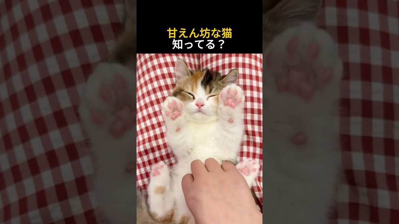 甘えん坊な猫、知ってる? #ショート #猫
