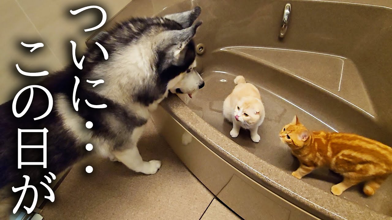 お風呂で遊ぶ子猫達を発見したハスキー犬がまさかの...