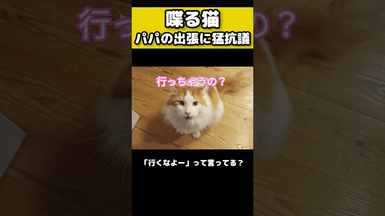 パパの出張に物申す猫 #猫のいる暮らし #猫 #メインクーン #cat #mainecoon #catlover​  #catshorts​ #cute​ #cutecat​ #fyp​